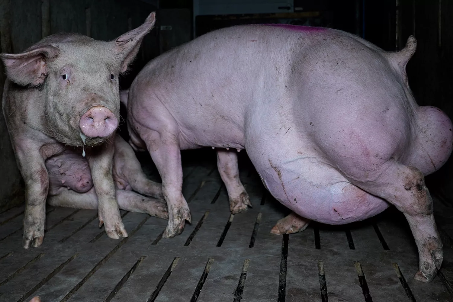 Un cerdo con hernias y deformaciones en la granja de un proveedor que suministra a Lidl / OBA