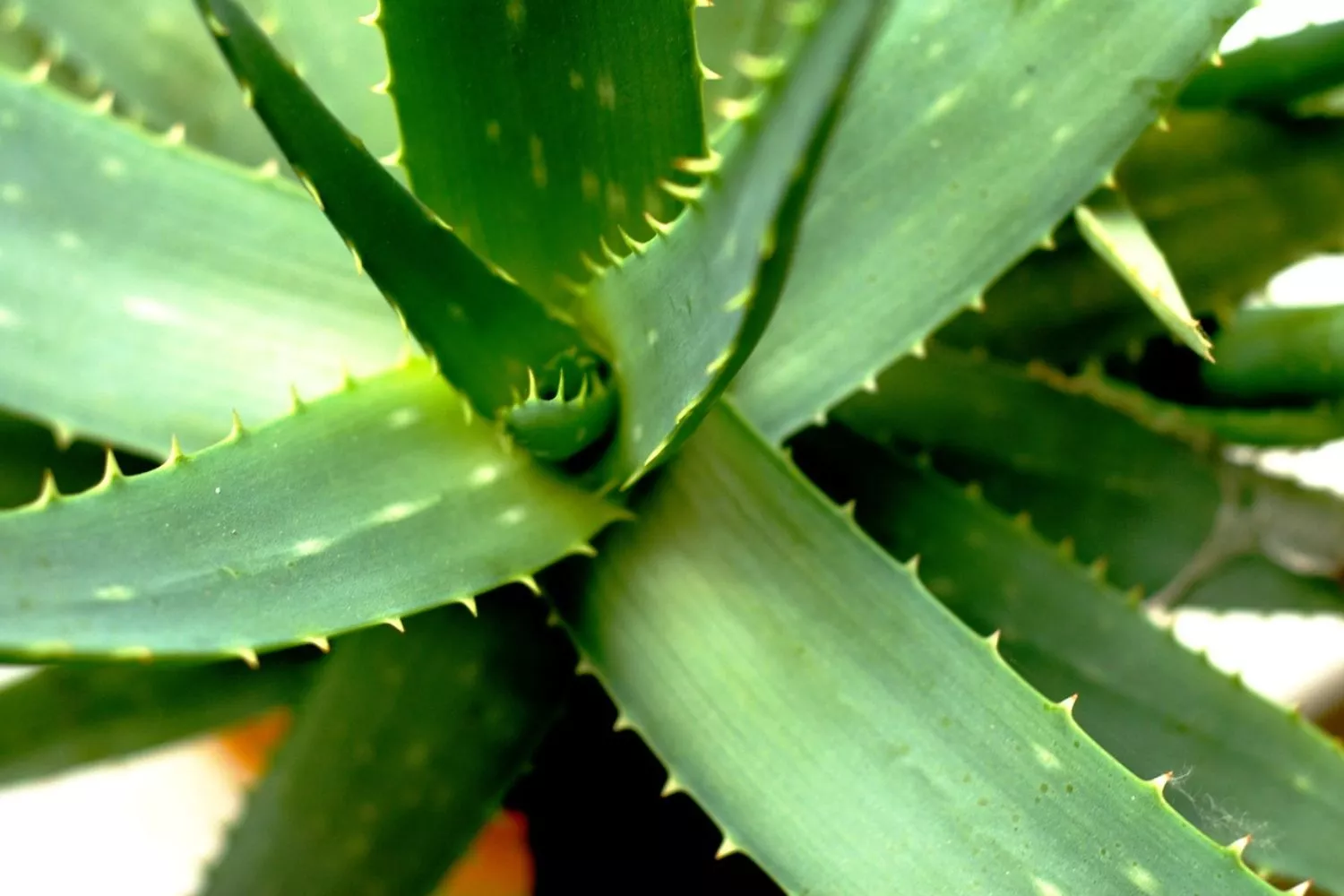 Una planta de aloe vera / PIXABAY Una planta de aloe vera / PIXABAY