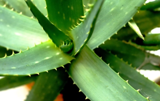 Una planta de aloe vera es inofensiva para los gatos / PIXABAY Una planta de aloe vera es inofensiva para los gatos / PIXABAY