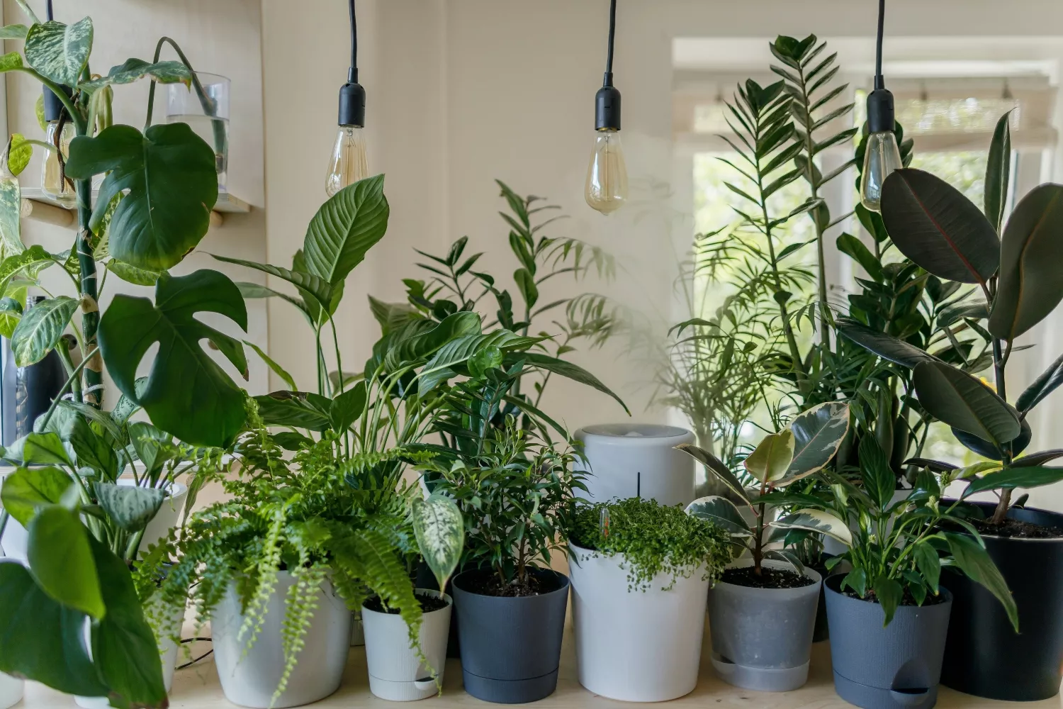 Las plantas en el hogar reducen la sensación térmica/ UNSPLASH