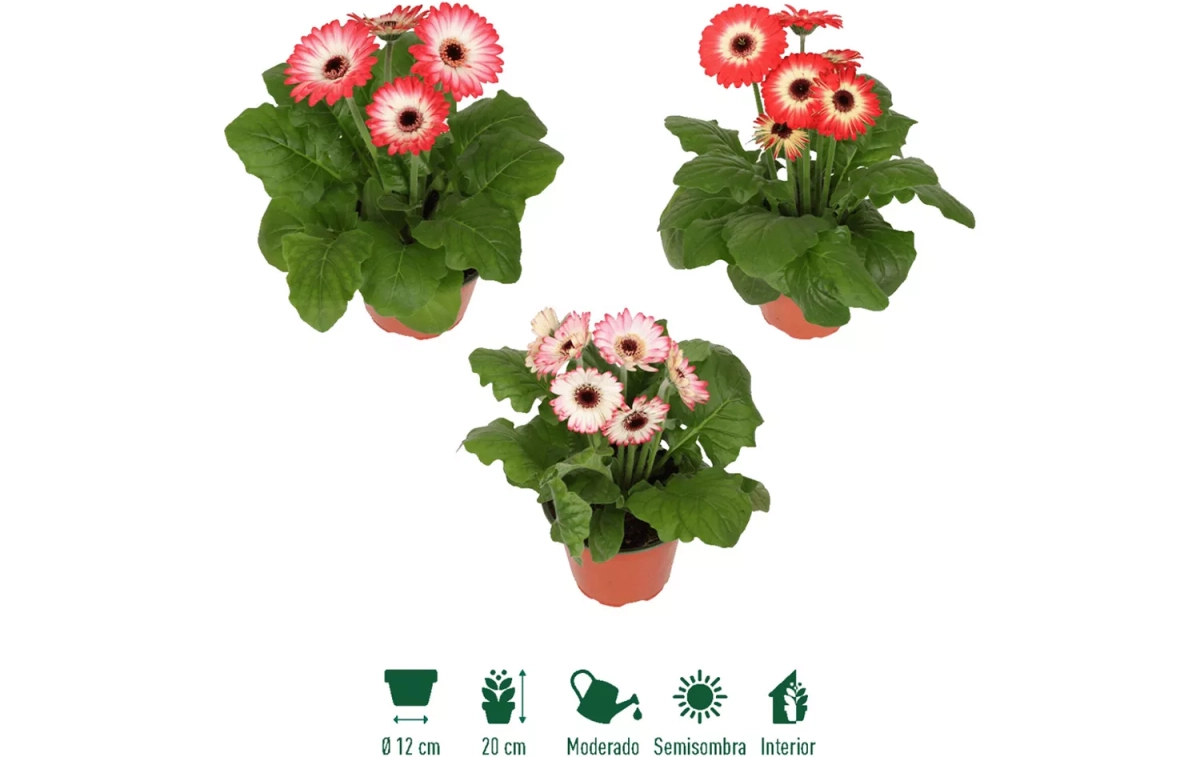 La gerbera de Aldi / ALDI La gerbera de Aldi / ALDI