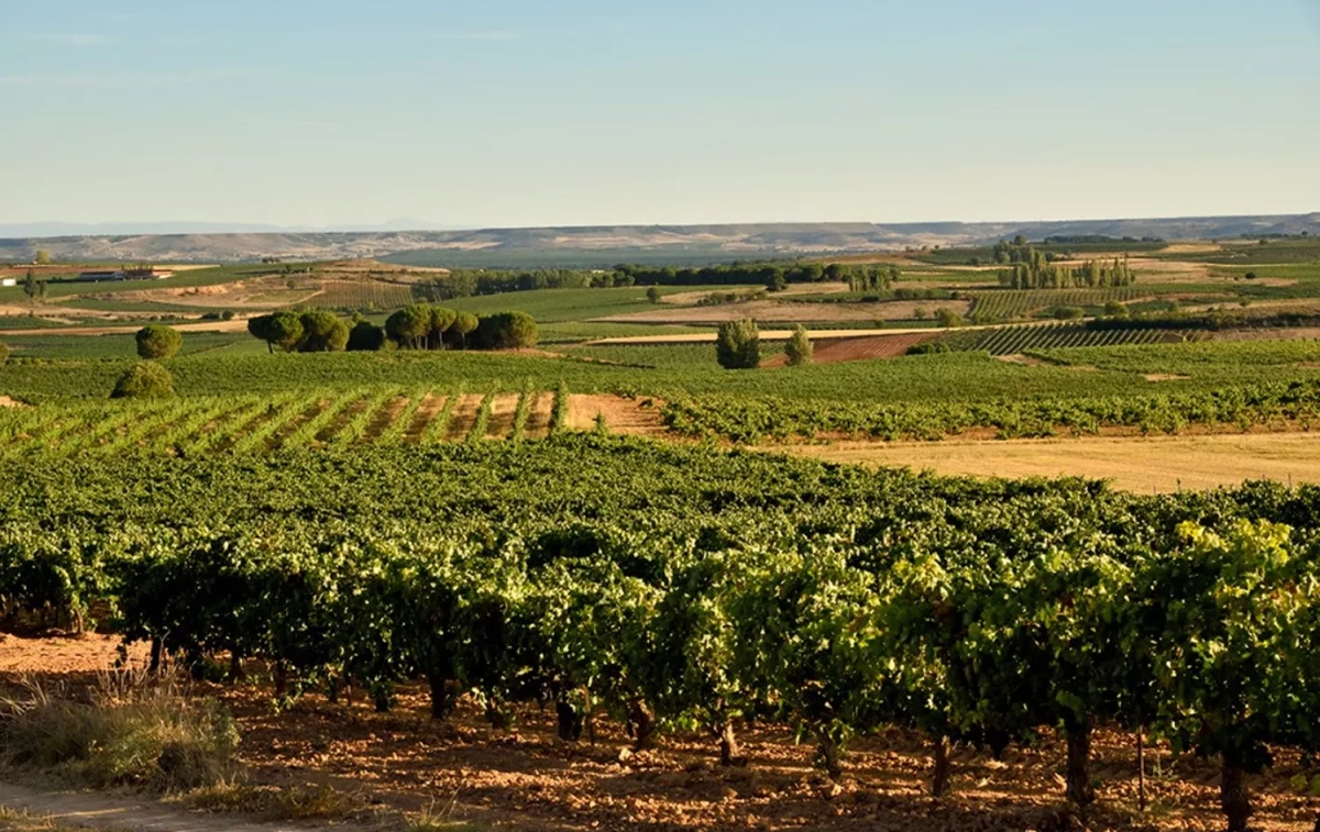 Los viñedos de Bodegas López Cristóbal, donde se elabora el mejor vino tinto joven de España / BLC Los viñedos de Bodegas López Cristóbal, donde se elabora el mejor vino tinto joven de España / BLC