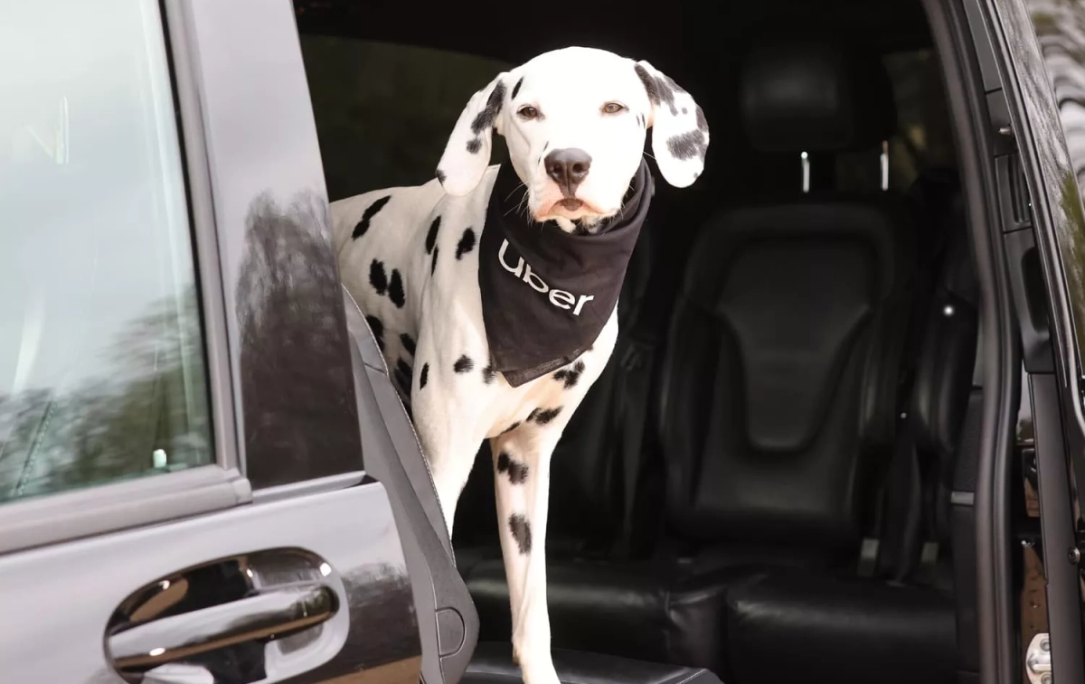 Un dálmata en un Uber / UBER Un dálmata en un Uber / UBER