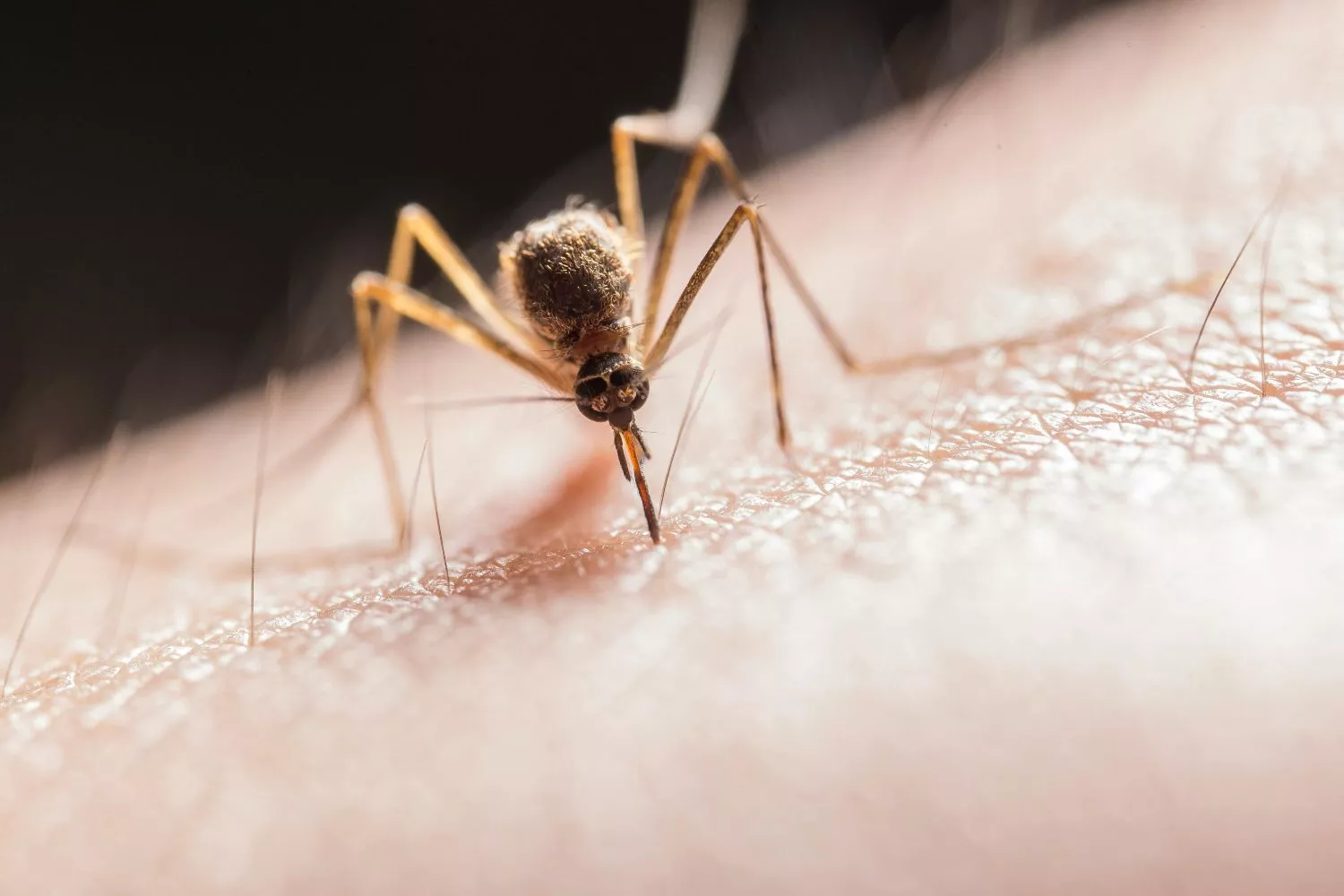 Un mosquito apunto de picar a un humano / PEXELS Un mosquito apunto de picar a un humano / PEXELS