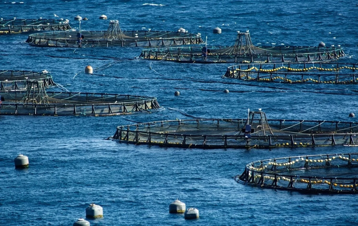 Macrogranjas marinas en España / GREENPEACE