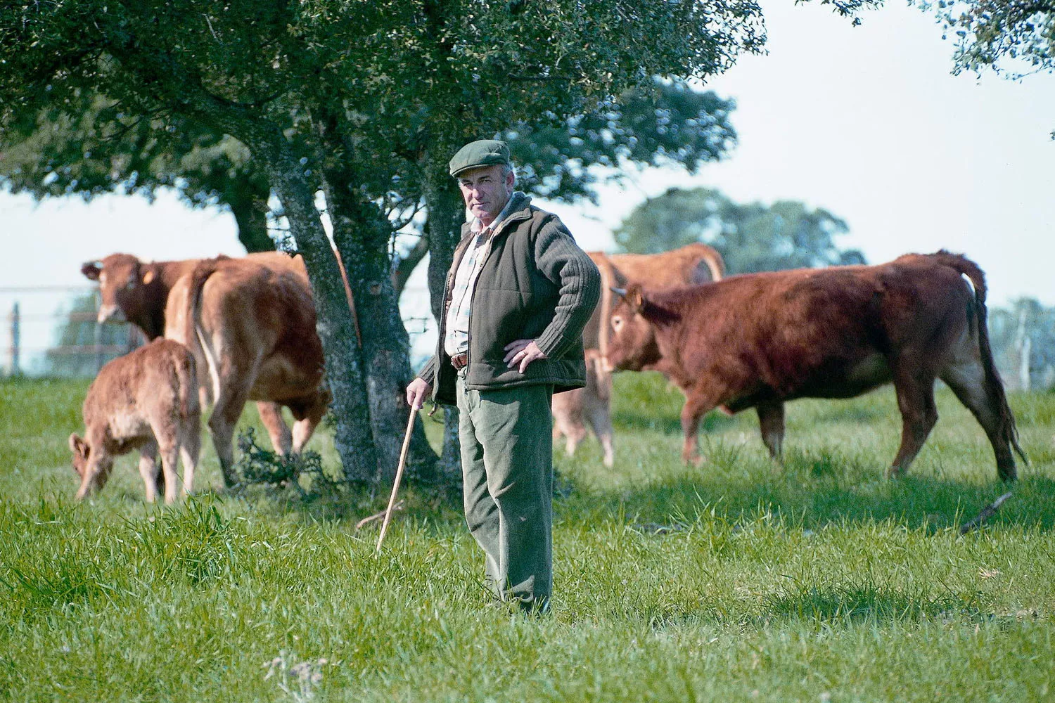 Julio, fundador de la ganadería de Alfonso Ramírez, y algunas de las vacas que dan una de las mejores carnes del mundo GRUPO ABRASADOR Julio, fundador de la ganadería de Alfonso Ramírez, y algunas de las vacas que dan una de las mejores carnes del mundo GRUPO ABRASADOR