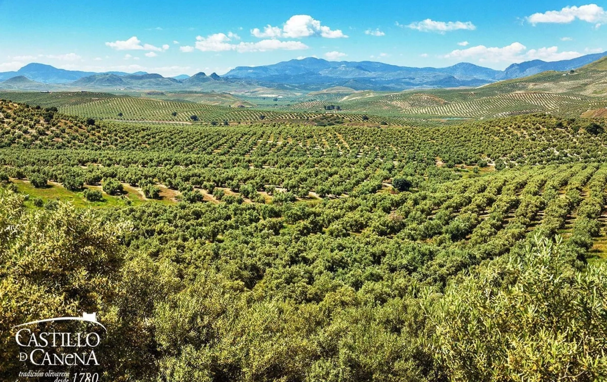 Campos de olivos pertenecientes al Castillo de Canena donde se elabora uno de los mejores aceites de España / CDC Campos de olivos pertenecientes al Castillo de Canena donde se elabora uno de los mejores aceites de España / CDC