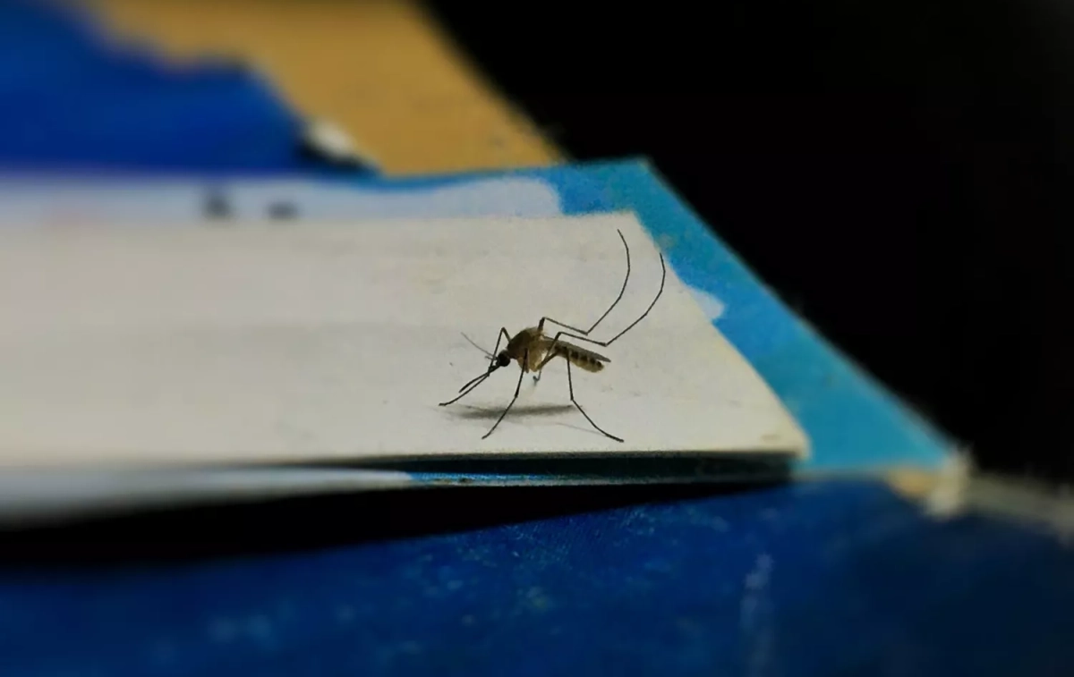 Un mosquito sobre un folio / UNSPLASH Un mosquito sobre un folio / UNSPLASH