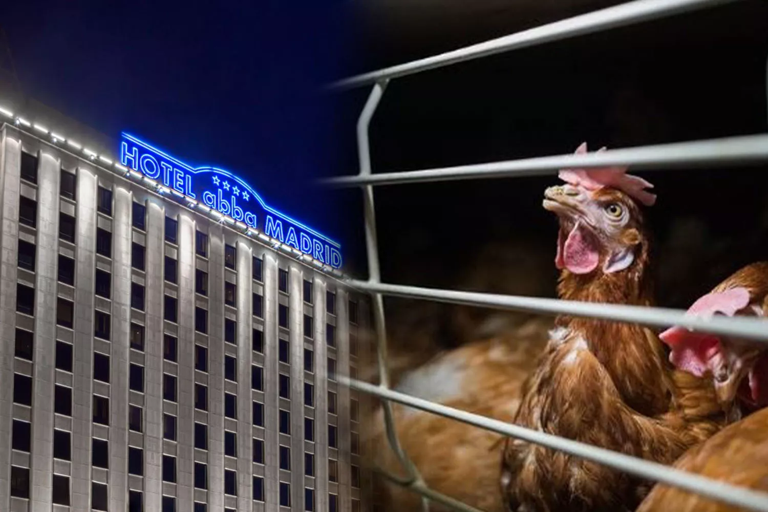 Montaje del establecimiento de Abba Hotels en Madrid y de gallinas enjauladas / CONSUMIDOR GLOBAL Montaje del establecimiento de Abba Hotels en Madrid y de gallinas enjauladas / CONSUMIDOR GLOBAL