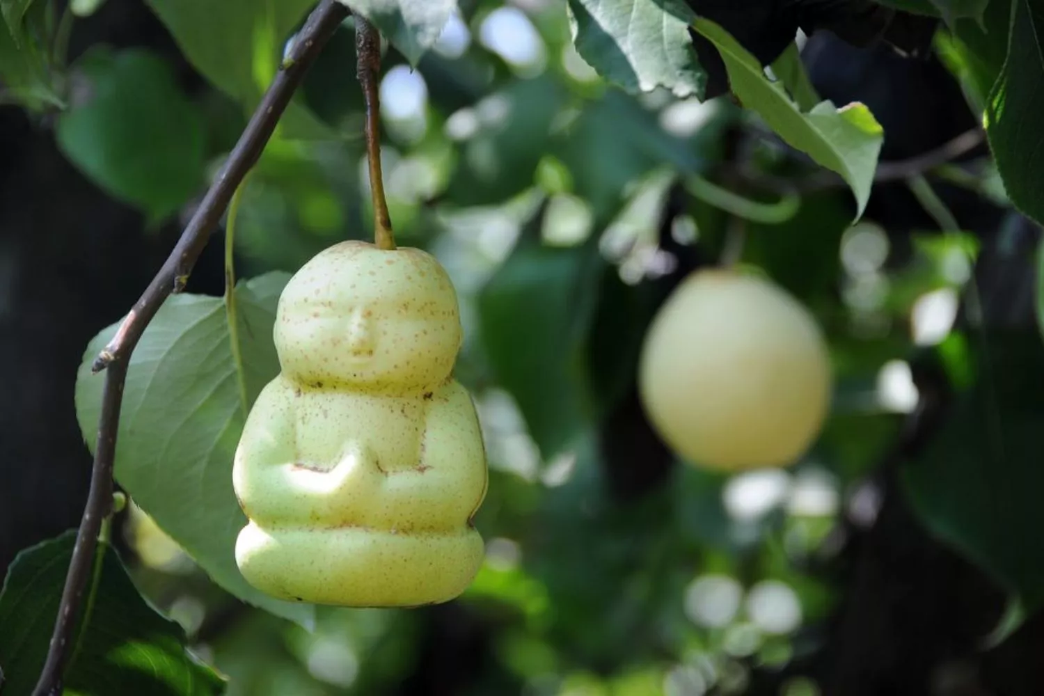 Pera con forma de fruta Pera con forma de fruta