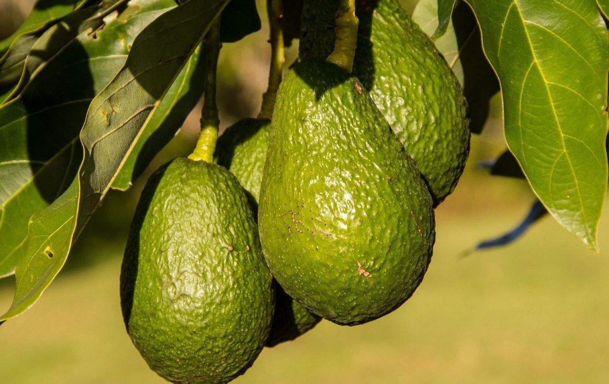 Varios aguacates cuelgan del árbol / PIXABAY