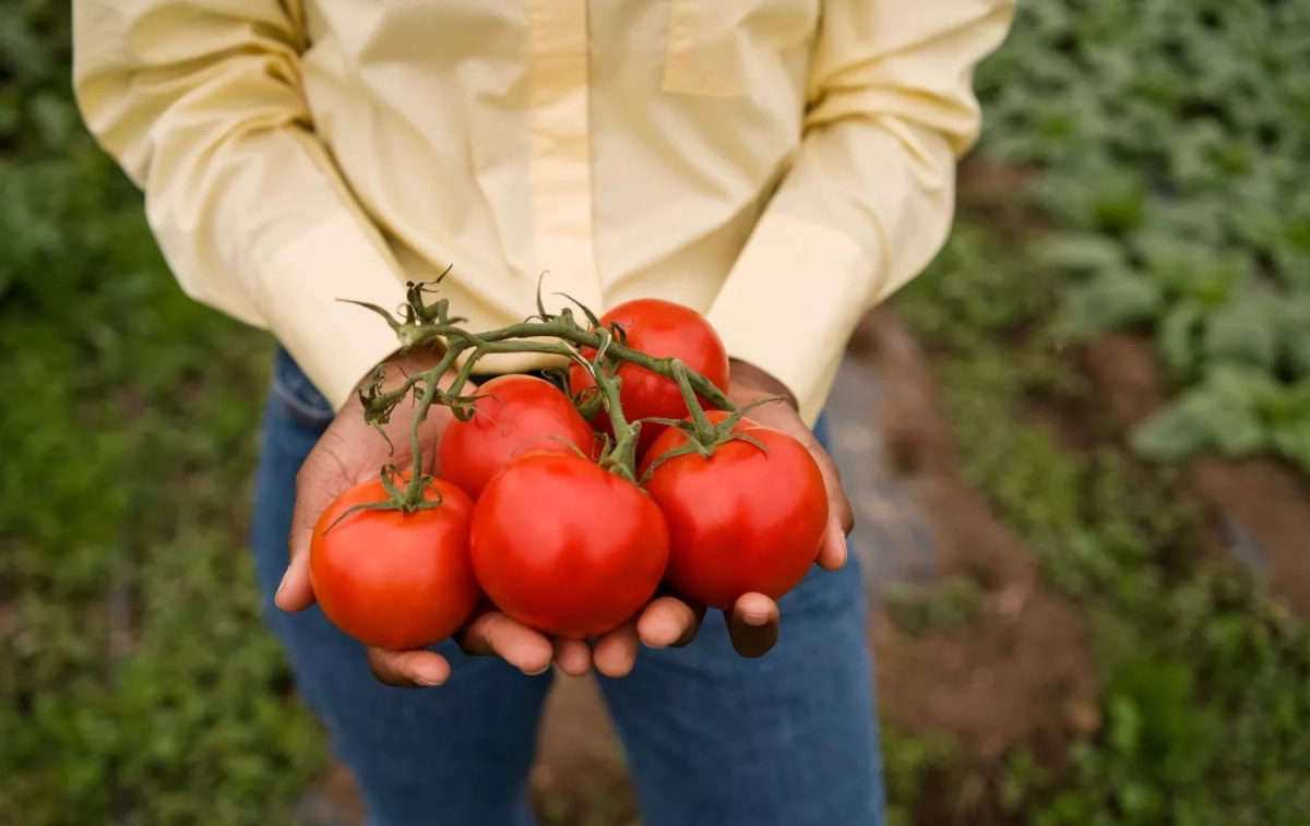 Una persona con unos tomates / FREEPIK Una persona con unos tomates / FREEPIK