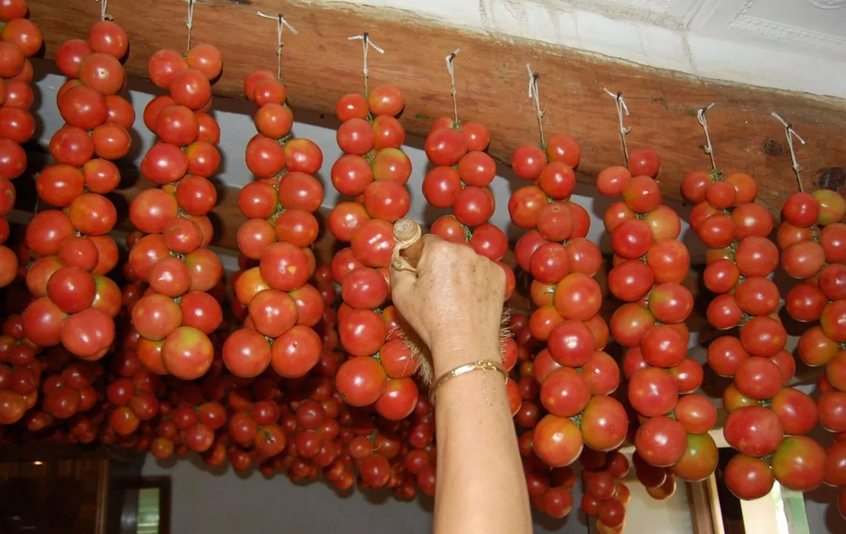 Una persona coge tomates de ramellet / CONECT-e Una persona coge tomates de ramellet / CONECT-e