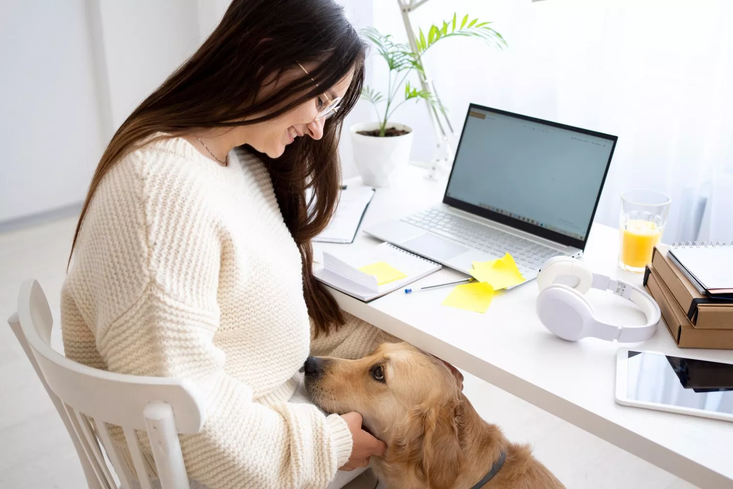 perro oficina t perro oficina t