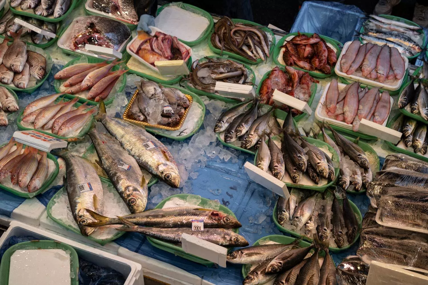 diferentes pescados
