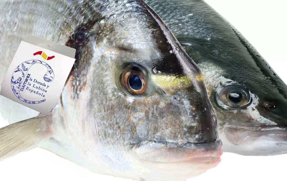 La lubina y la dorada de Culmárex / SEAFOOD MEDIA La lubina y la dorada de Culmárex / SEAFOOD MEDIA