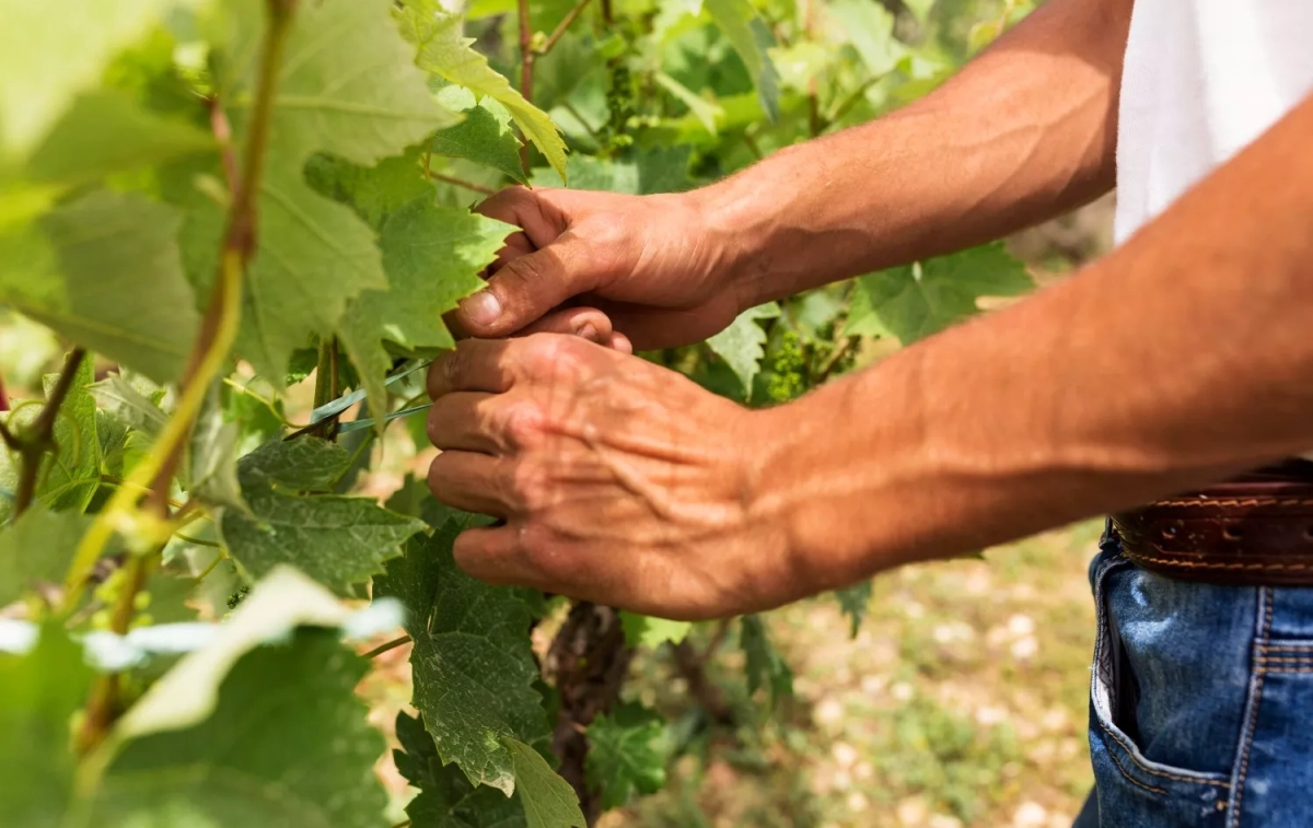 Un trabajador en un viñedo / FREEPIK Un trabajador en un viñedo / FREEPIK