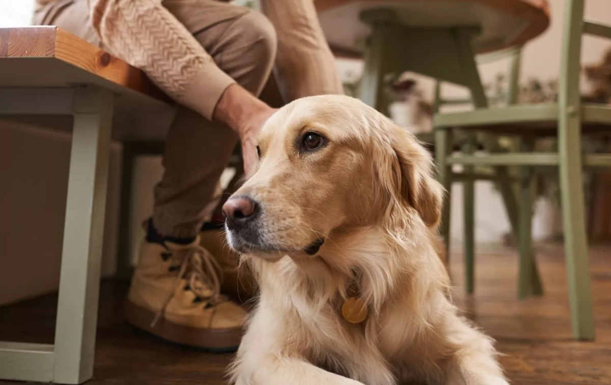 Un perro en una cafetería / FREEPIK Un perro en una cafetería / FREEPIK