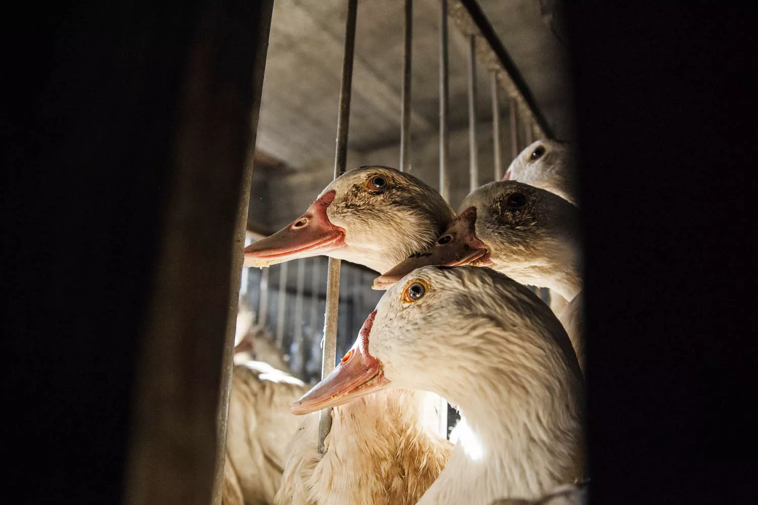 Ocas en una granja de España / CAMPAÑA STOP FOIE GRAS - IGUALDAD ANIMAL