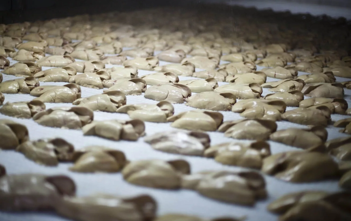Los hígados hipertrofiados de patos y ocas / CAMPAÑA STOP FOIE GRAS - IGUALDAD ANIMAL Los hígados hipertrofiados de patos y ocas / CAMPAÑA STOP FOIE GRAS - IGUALDAD ANIMAL