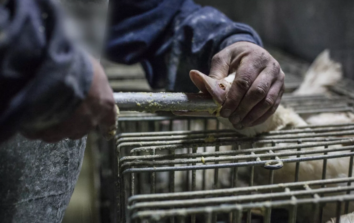 Un operario realizando la alimentación forzada / CAMPAÑA STOP FOIE GRAS Un operario realizando la alimentación forzada / CAMPAÑA STOP FOIE GRAS