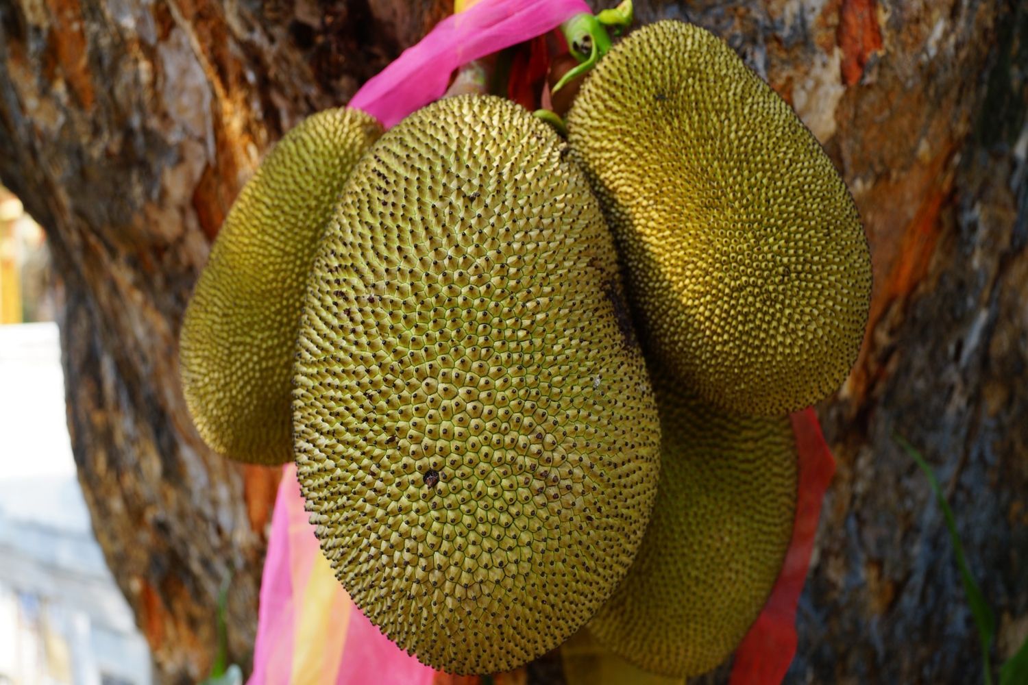 Cuatro yacas, también conocidas como jackfruit, colgadas de un árbol / PIXABAY