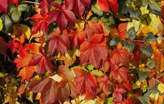 En otoño nuestros jardines cambian el verde por el color teja /PEXELS En otoño nuestros jardines cambian el verde por el color teja /PEXELS