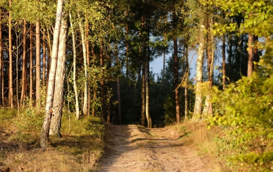 La naturaleza puede mejorar nuestro sistema inmunológico/ PEXELS La naturaleza puede mejorar nuestro sistema inmunológico/ PEXELS