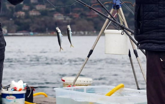 La trucha es el pescado bajo en grasas olvidado en España / PEXELS La trucha es el pescado bajo en grasas olvidado en España / PEXELS