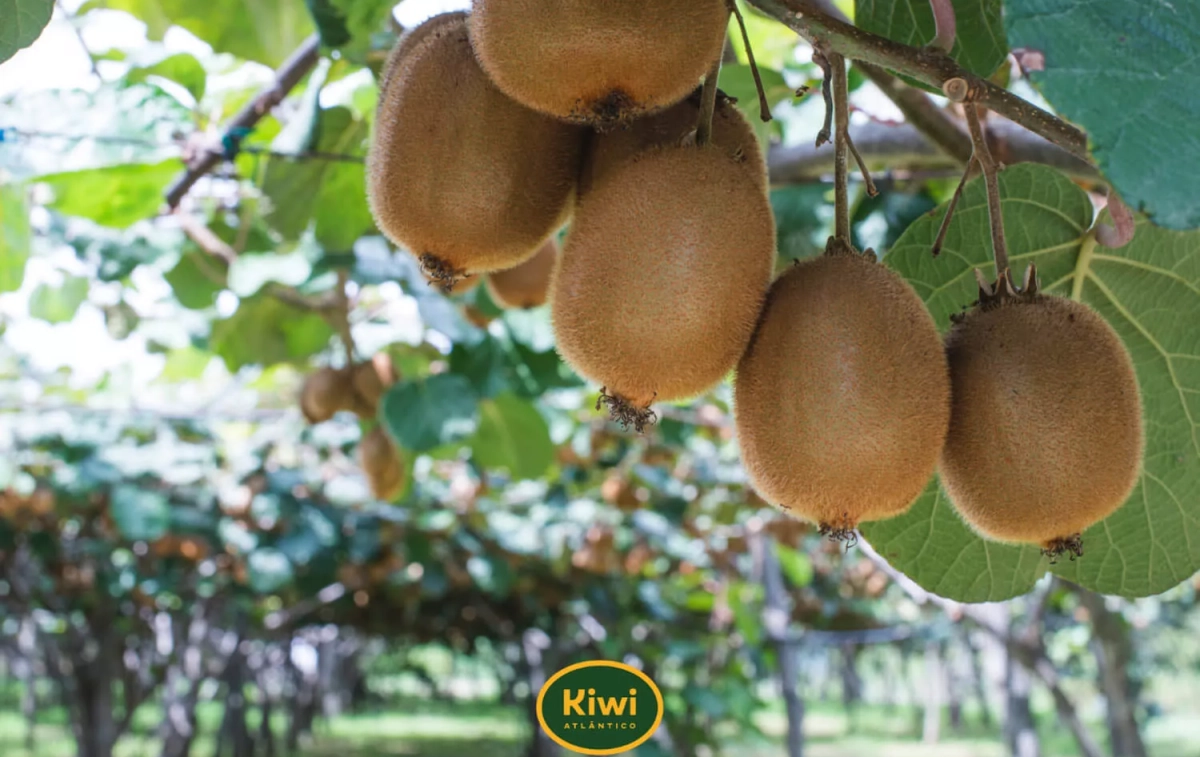 Kiwis cultivados en España / KIWI ATLÁNTICO Kiwis cultivados en España / KIWI ATLÁNTICO