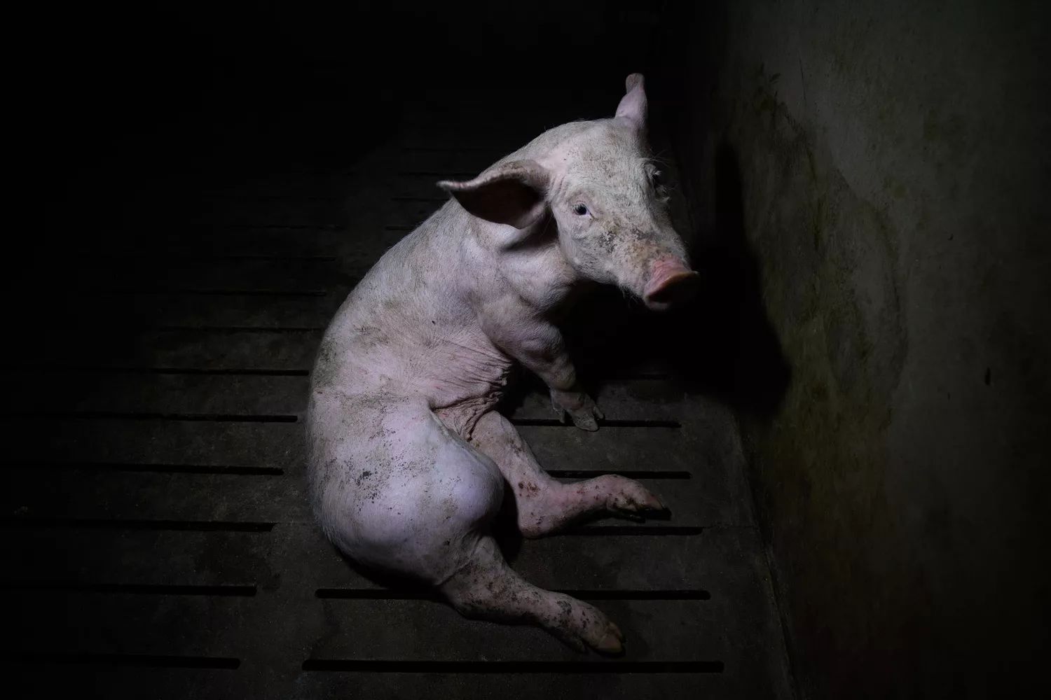 Uno de los cerdos heridos en la granja de Huesca IGUALDAD ANIMAL