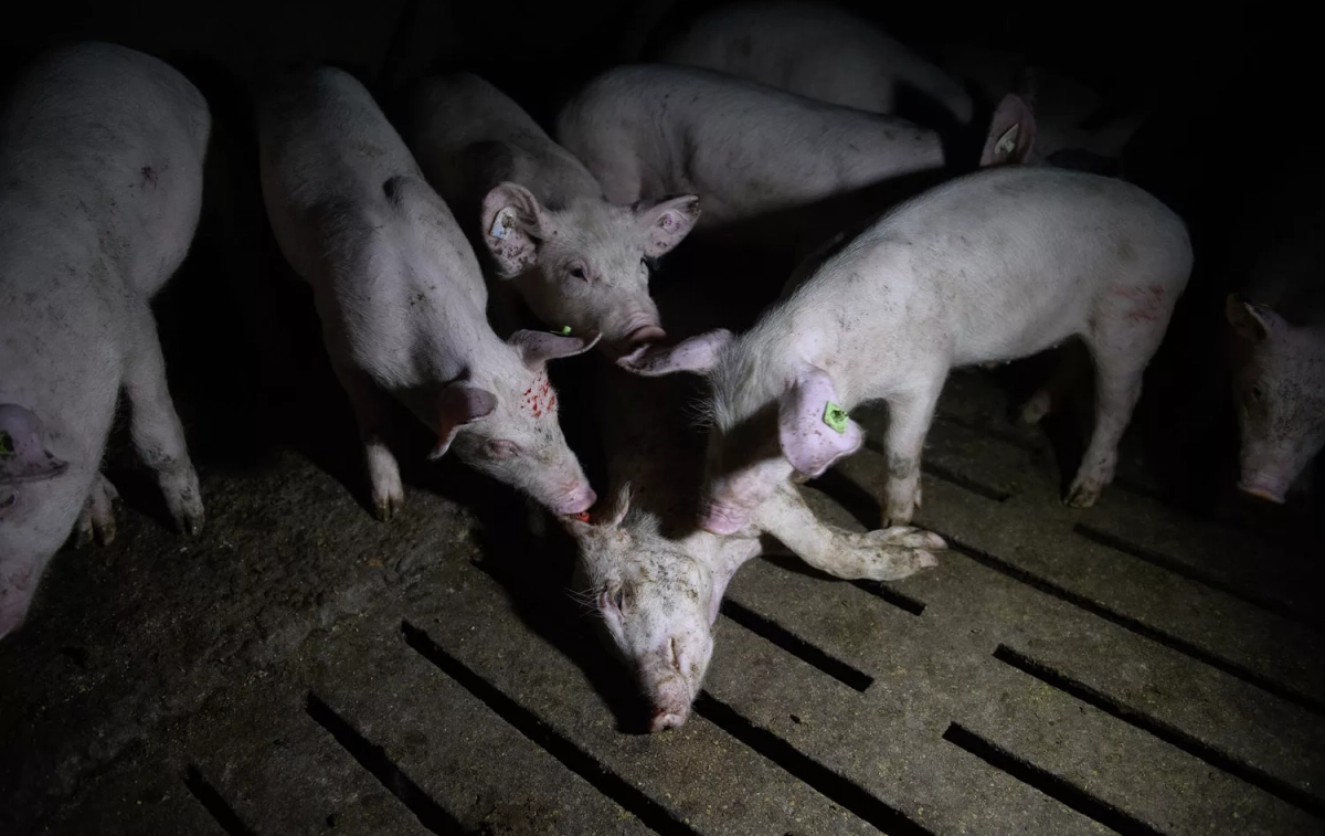 Unos cerdos se comen a otro en la granja de Alfamén (Zaragoza) / IGUALDAD ANIMAL Unos cerdos se comen a otro en la granja de Alfamén (Zaragoza) / IGUALDAD ANIMAL