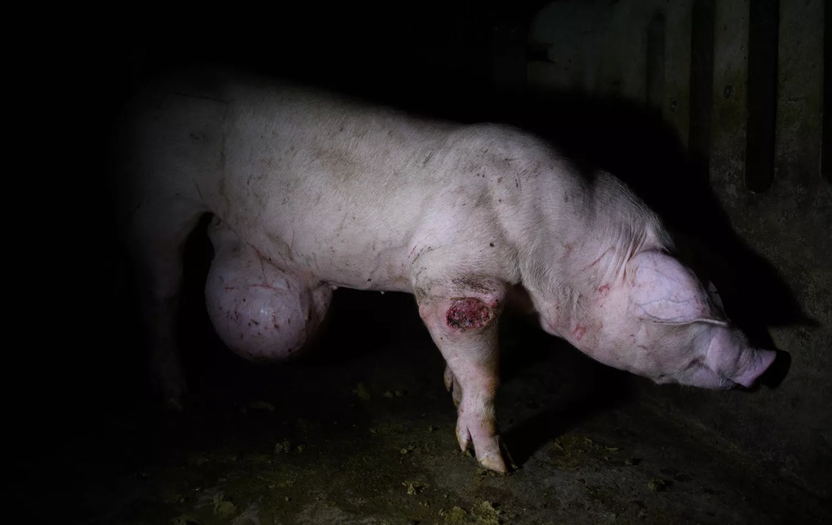 Un cerdo con heridas abiertas y deformaciones en la granja de Huesca / IGUALDAD ANIMAL Un cerdo con heridas abiertas y deformaciones en la granja de Huesca / IGUALDAD ANIMAL
