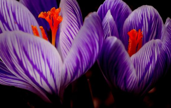 El azafrán se extrae de esta flor y aporta ese característico color naranja de su pistilos en nuestros platos/ PEXELS El azafrán se extrae de esta flor y aporta ese característico color naranja de su pistilos en nuestros platos/ PEXELS