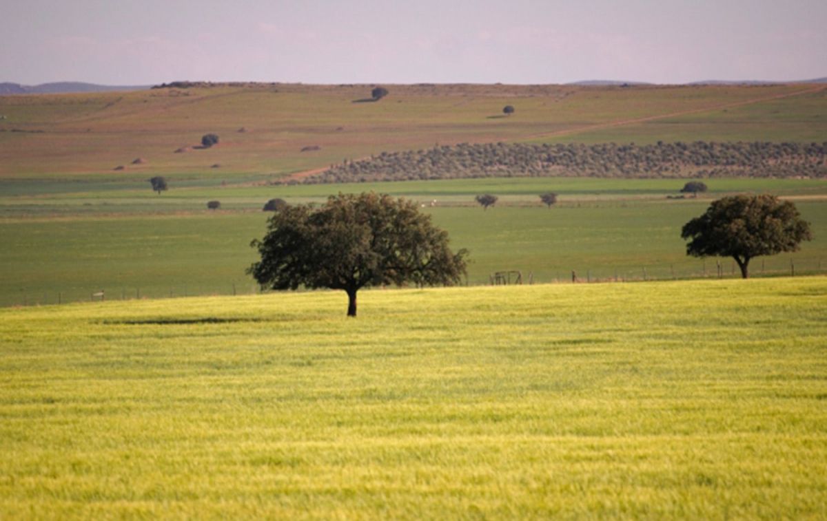 Una vista de la finca / ADIANO Una vista de la finca / ADIANO