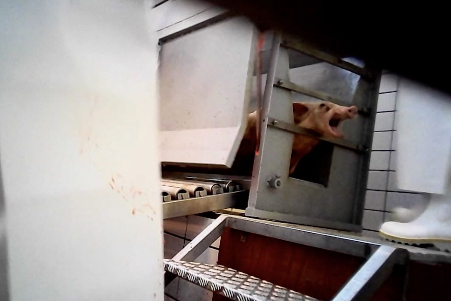 Um porco a gritar de dor no matadouro da empresa Belli / IGUALDADE ANIMAL Um porco a gritar de dor no matadouro da empresa Belli / IGUALDADE ANIMAL
