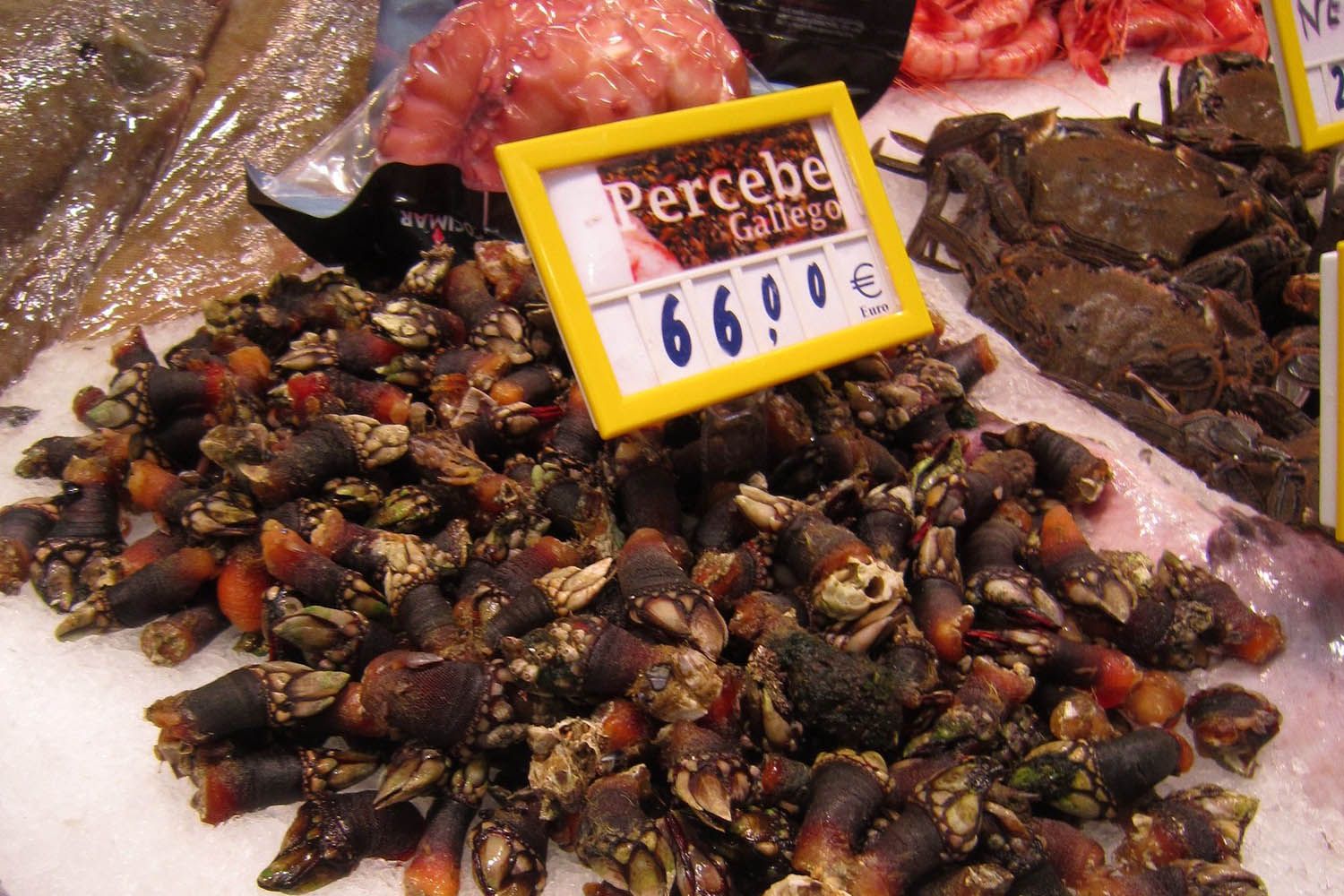 Percebes gallegos FLICKR