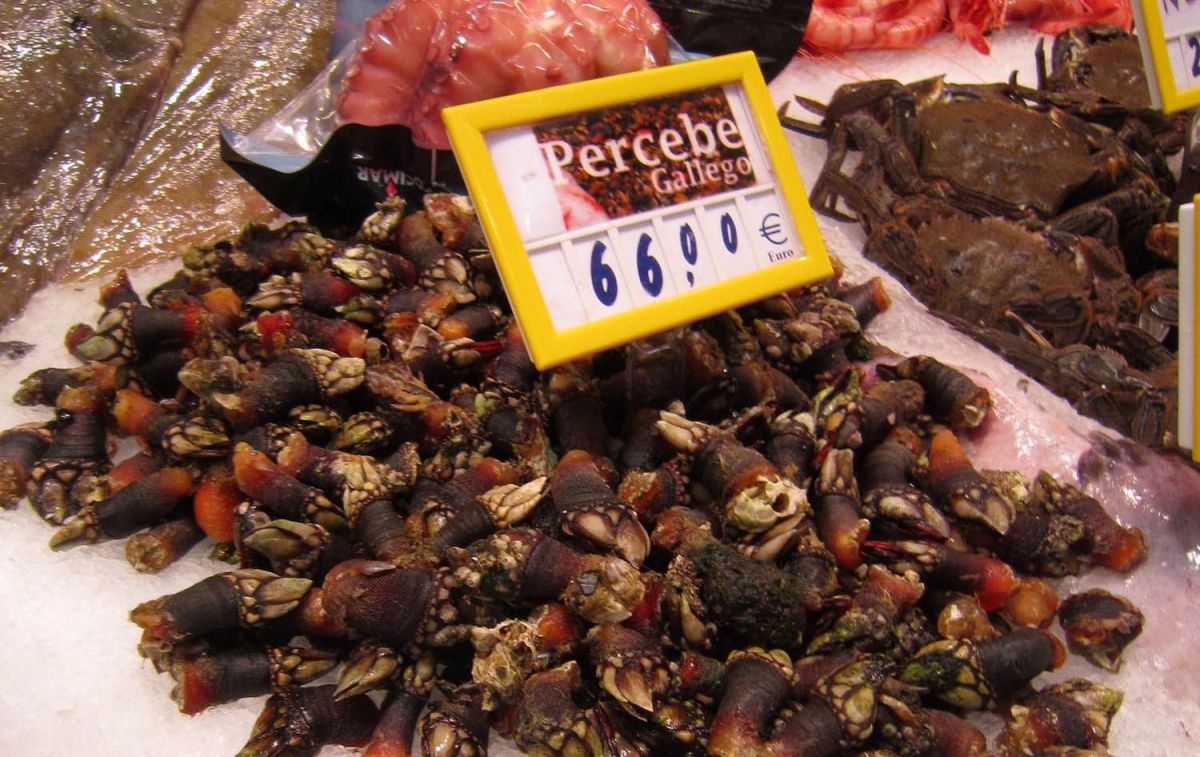 Unos percebes gallegos antes de la reciente subida de precio / FLICKR Unos percebes gallegos antes de la reciente subida de precio / FLICKR