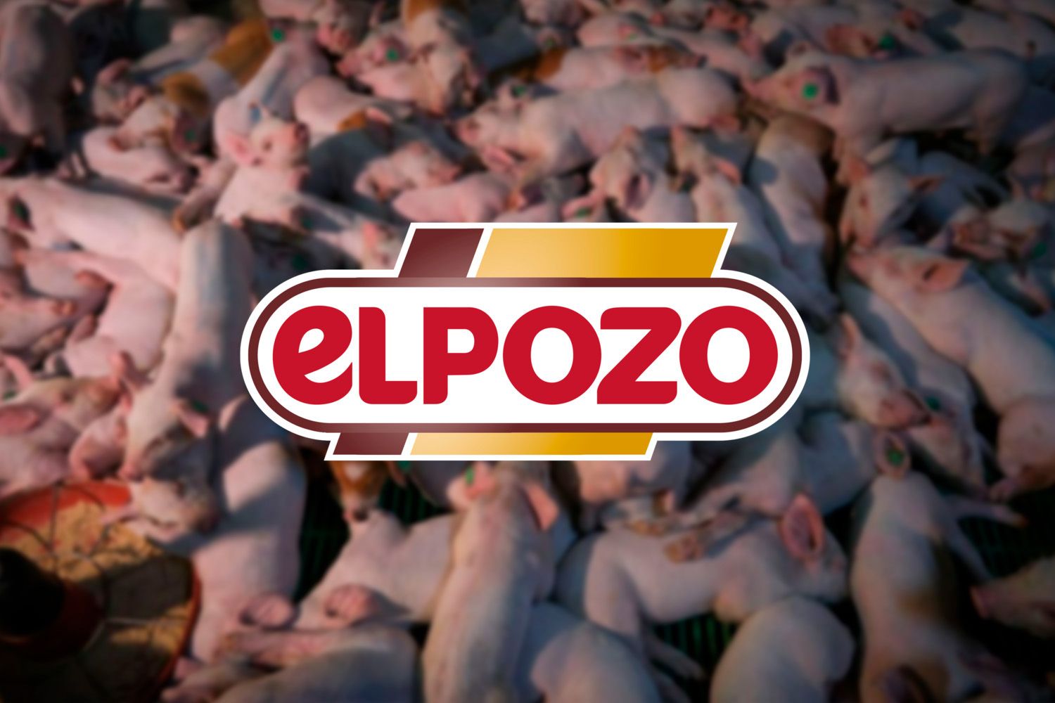 Porcos sobrelotados na macrofazenda da Cefusa (filial da El Pozo) em Castilléjar e o logótipo da empresa / GLOBAL CONSUMER MONTAGE