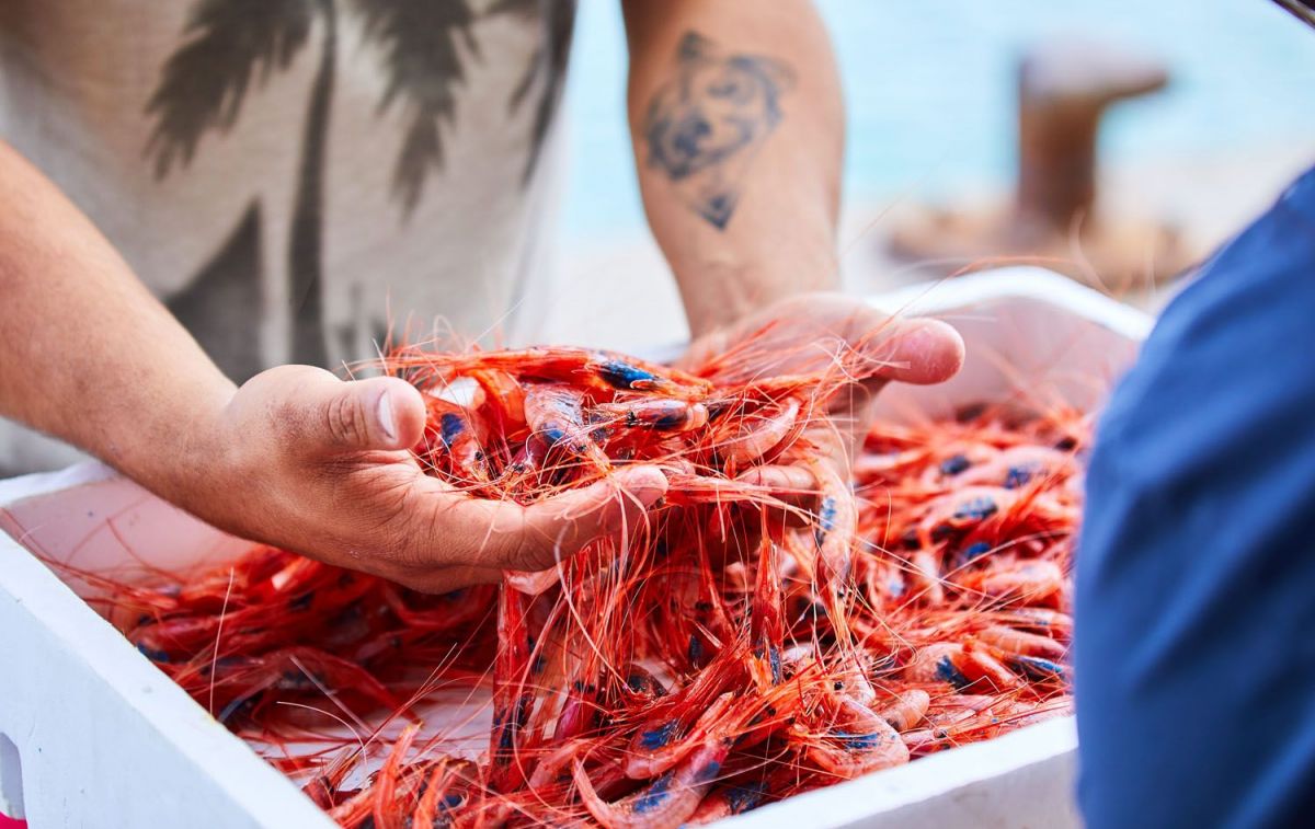 Gamba roja del Mediterráneo / CARBOPESCA Gamba roja del Mediterráneo / CARBOPESCA