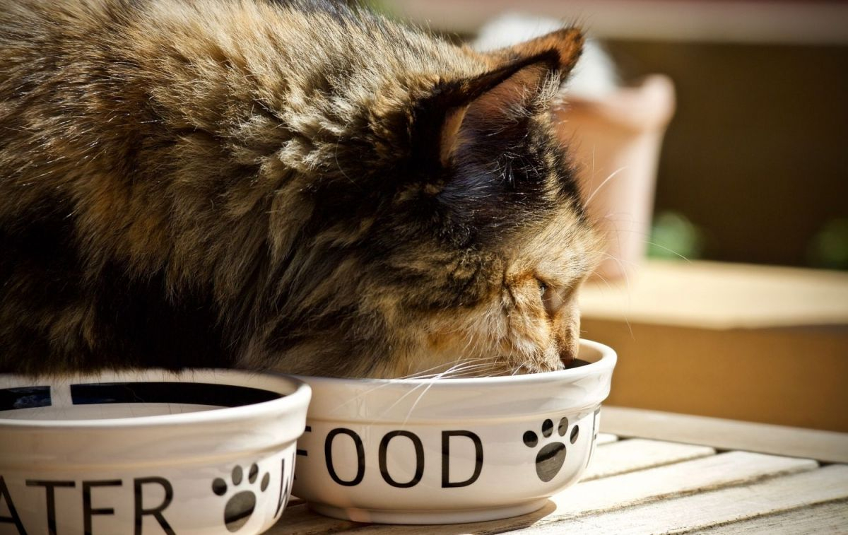 Felino mientras come comida para gatos / PIXABAY