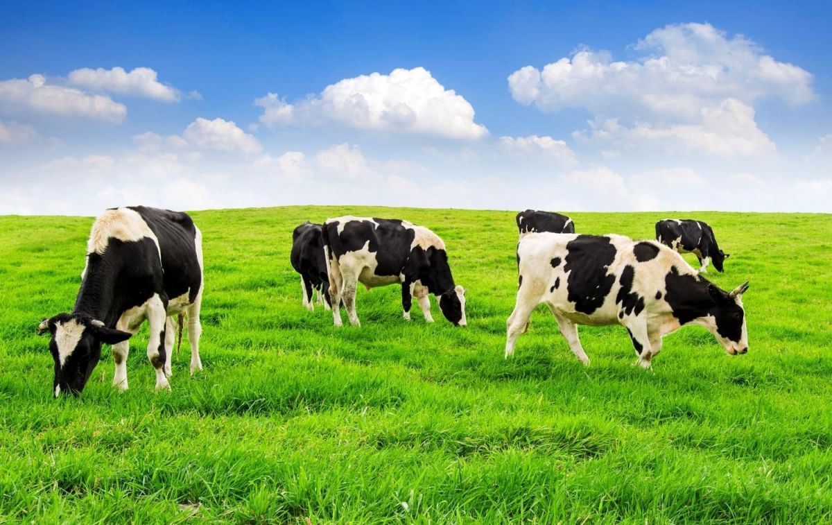 Varias vacas / UNSPLASH Varias vacas / UNSPLASH