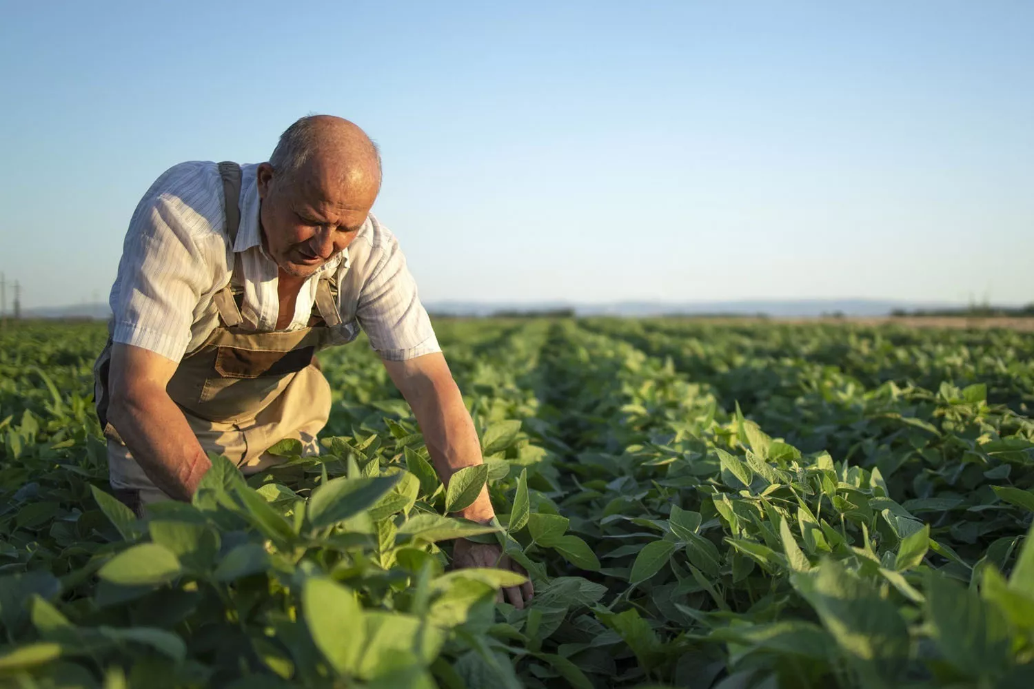 Un agricultor trabaja el campo / CSIC