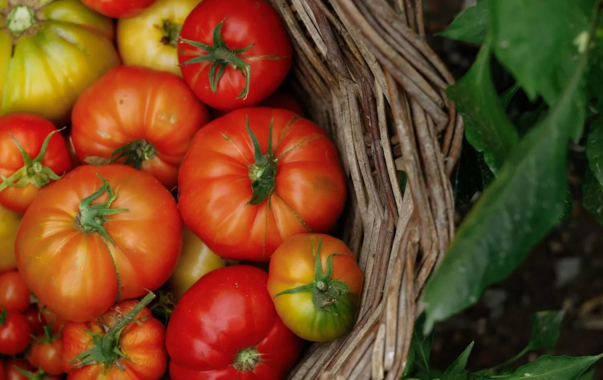 Una cesta con tomates / PEXELS Una cesta con tomates / PEXELS