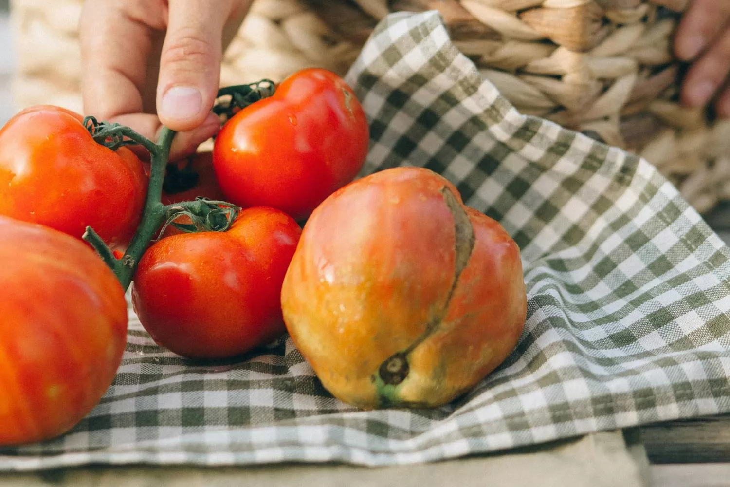 Unos tomates / PEXELS