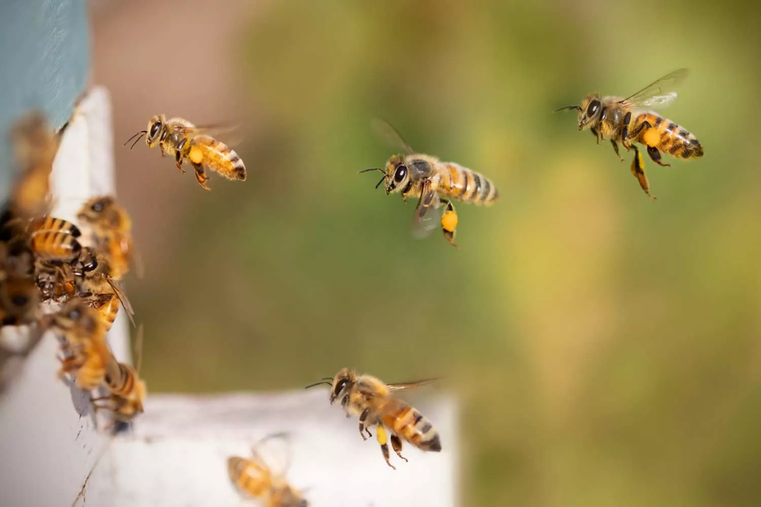 Varias abejas que hacen miel / PIXABAY Varias abejas que hacen miel / PIXABAY