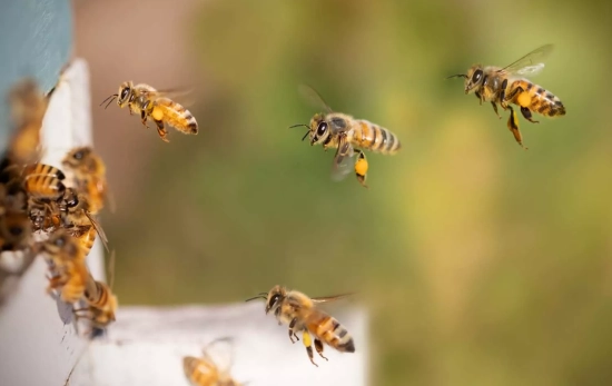 Varias abejas que hacen miel / PIXABAY Varias abejas que hacen miel / PIXABAY
