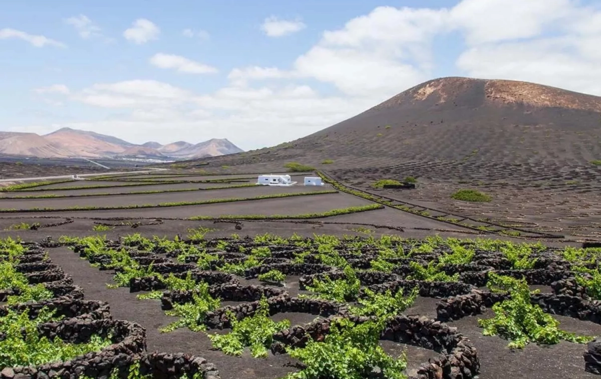 Las vides en sus hoyos / EL GRIFO LANZAROTE Las vides en sus hoyos / EL GRIFO LANZAROTE