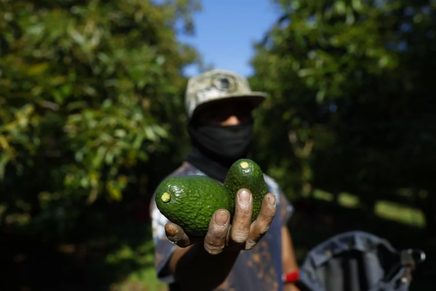 Una persona muestra unos aguacates, cuyo precio está amenazado por los aranceles a México   Francisc