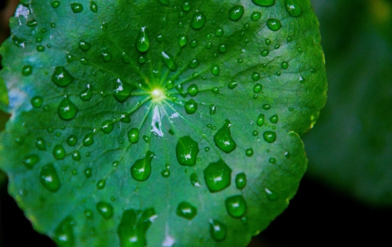 Centella asiática planta/ PEXELS Centella asiática planta/ PEXELS